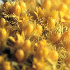 Makro der Craspedia globosa Blume von Van Keppel Studios