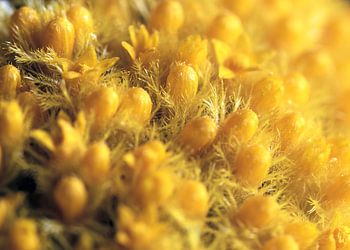 Makro der Craspedia globosa Blume