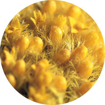 Macro van craspedia globosa bloem van Van Keppel Studios