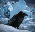 Géants islandais Corbeau par Marjon Boerman Aperçu