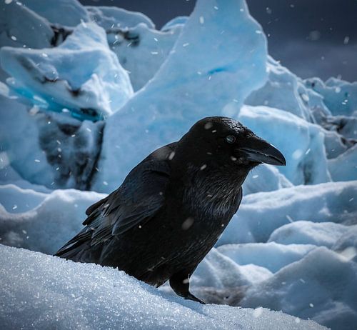 Géants islandais Corbeau