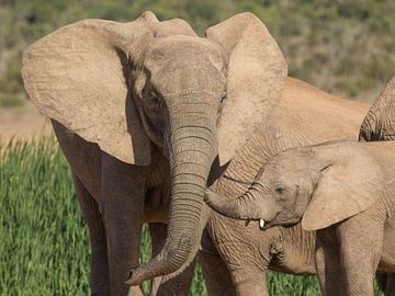 Éléphant d'Afrique, femelle avec des jeunes. sur Ron Poot