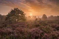 Nebliger Morgen in der Heide