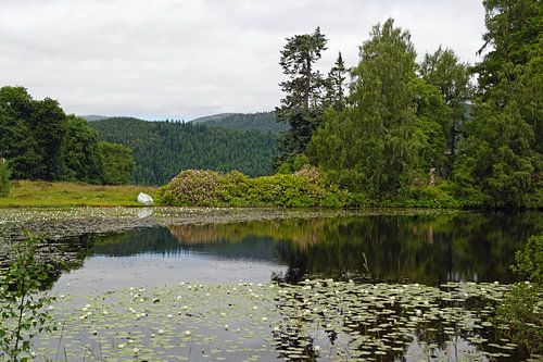 Étang de nénuphars aux chutes de Plodda