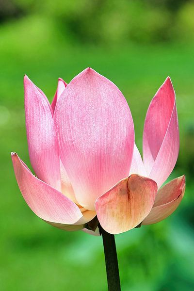 Holy Lotus by Eduard Lamping