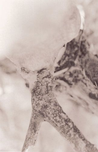 Hipsterhausen _ 25