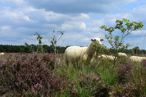 Een schaap bij een kleine boom