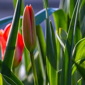 Versprechen des Frühlings von Photoart-Naegele