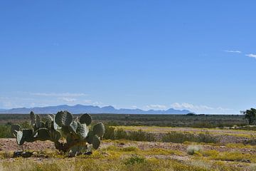 Kaktus in der Wüste von Arizona von Bernard van Zwol
