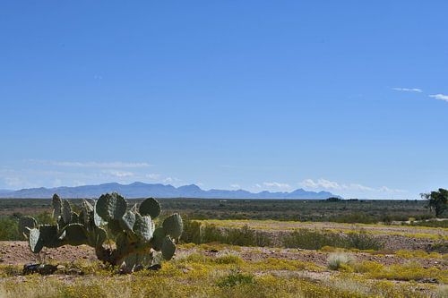 Cactus in de woestijn van Arizona