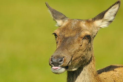 hind