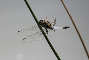 Großer Blaupfeil