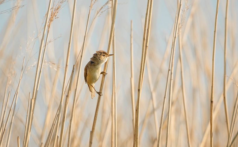 Reed-Warbler in the reeds by Patrick Schwarzbach