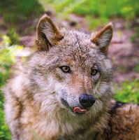 Portret van een jonge wolf