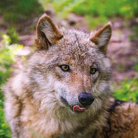 Portrait d'un jeune loup sur Uwe Frischmuth