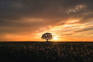 Stralende lucht - zonsondergang bij de eik van Catrin Grabowski