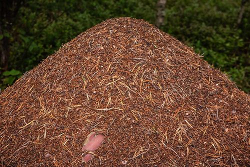 mierenhoop in bos in Finland