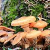 Herfst paddenstoelen van Bobsphotography