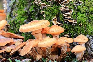 Herfst paddenstoelen