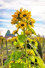 Sunflower backlit by Hans-Jürgen Janda
