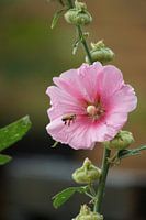 Abeille s'approchant de la rose trémière (Alcea rosea).