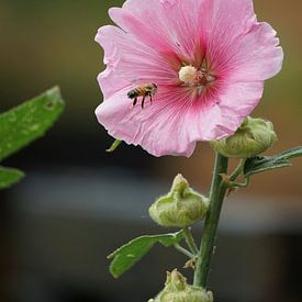 Abeille s'approchant de la rose trémière (Alcea rosea). sur Korayu Photography