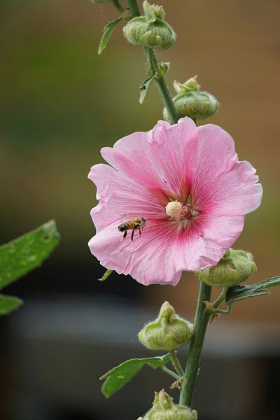 Bee approaching the hollyhock (Alcea rosea). by Korayu Photography