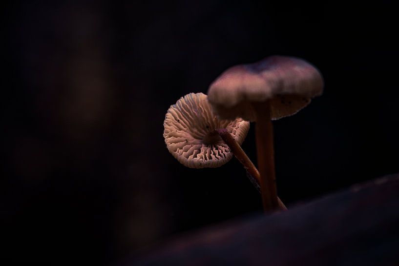 dark by peterheinspictures