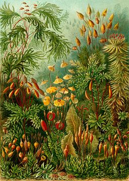 Muscines (mossen), Ernst Haeckel