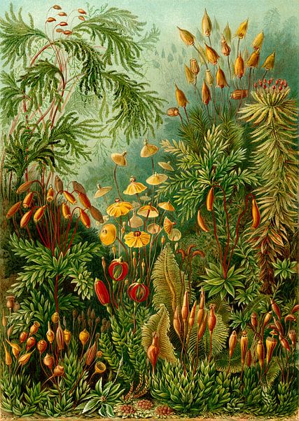 Muscines (mossen), Ernst Haeckel van Bridgeman Masters