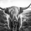 Schottisches Hochlandrind / Scottish Highlander in schwarzweiß von Voss Fine Art Fotografie