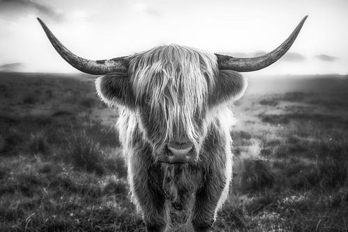 Schotse Hooglander in zwart-wit