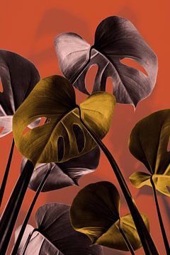 Monstera orange 01, 1x Studio III sur 1x