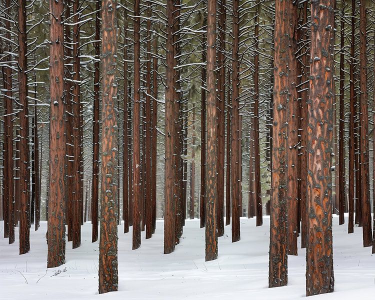 White coat, silent trees by fernlichtsicht