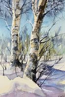 Birch trees