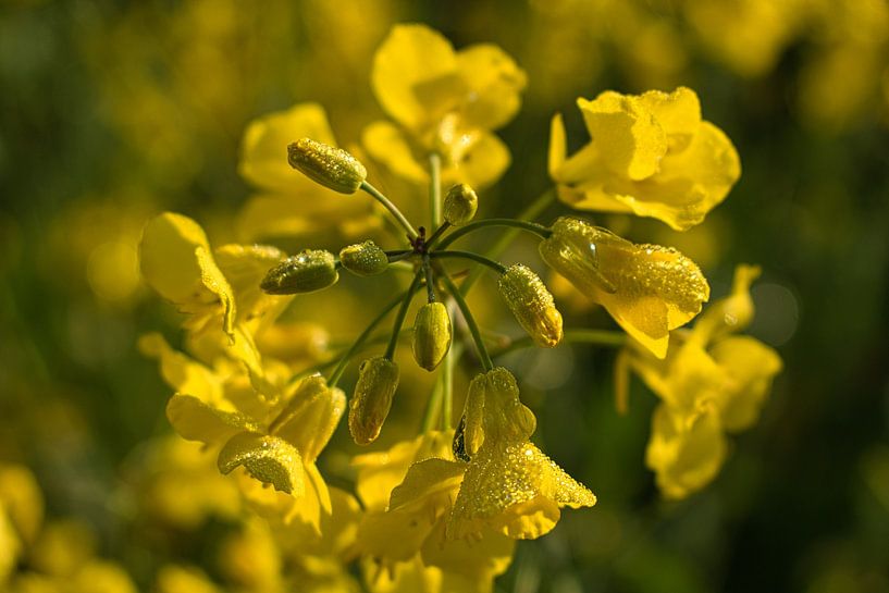 Splendeur jaune d'or ! par Jessica Leyemberg