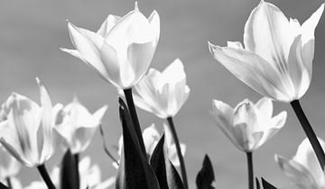 Frühling ist in der Luft! von Peter Bartelings