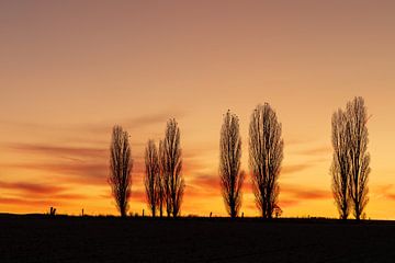 prachtige zonsopgang in Toscane bij de typische populier bomen van Kim Willems
