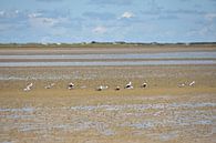 Zeemeeuwen in de Waddenzee van Philipp Klassen thumbnail