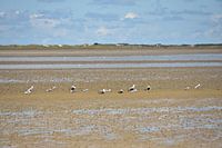 Zeemeeuwen in de Waddenzee
