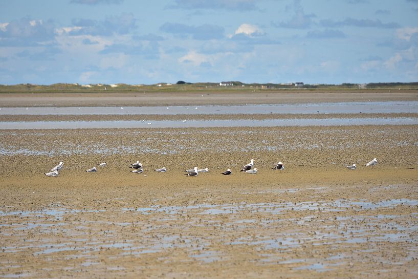 Zeemeeuwen in de Waddenzee van Philipp Klassen