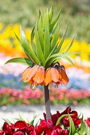 Colorful flower bed with fritillaria imperialis flower