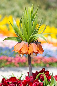 Buntes Blumenbeet mit einer Kaiserkrone von ManfredFotos