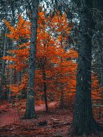 Herbst 7