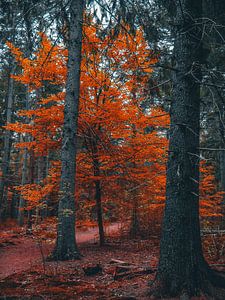 herfst 7 van snippephotography