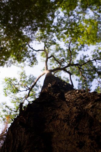 Des géants de la forêt s'élancent vers le ciel