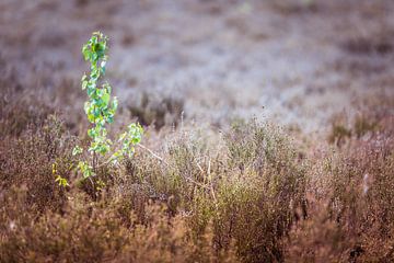 Lonely Tree von Vincent van den Hurk