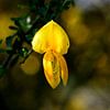 A small yellow flower on a green branch by Gerard de Zwaan