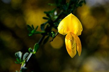 Een klein geel bloemetje aan een groene tak van Gerard de Zwaan