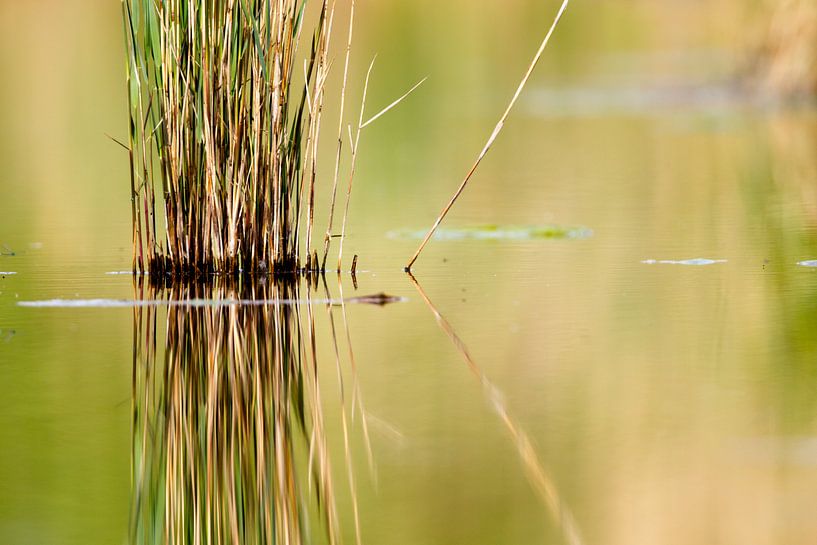 Reeds in the lake by Dirk Rüter